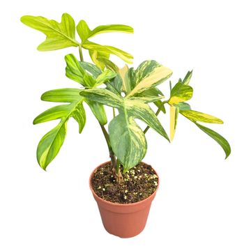 Philodendron pedatum 'Variegata'
