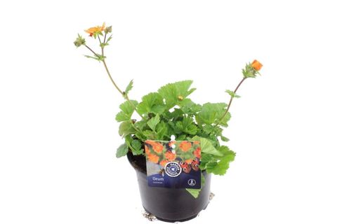 Geum coccineum 'Borisii'