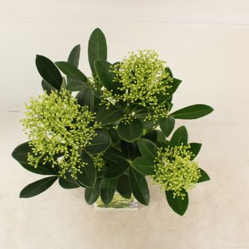 Skimmia japonica 'Finchy'