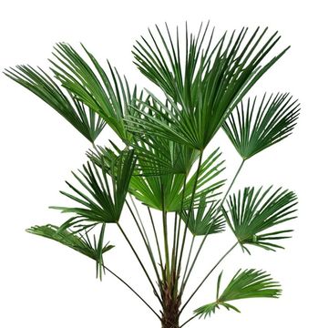 Trachycarpus wagnerianus