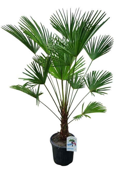 Trachycarpus wagnerianus