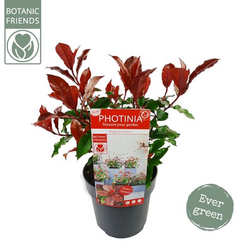 Photinia x fraseri MAGICAL VOLCANO