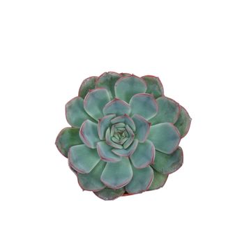 Echeveria 'Hercules'