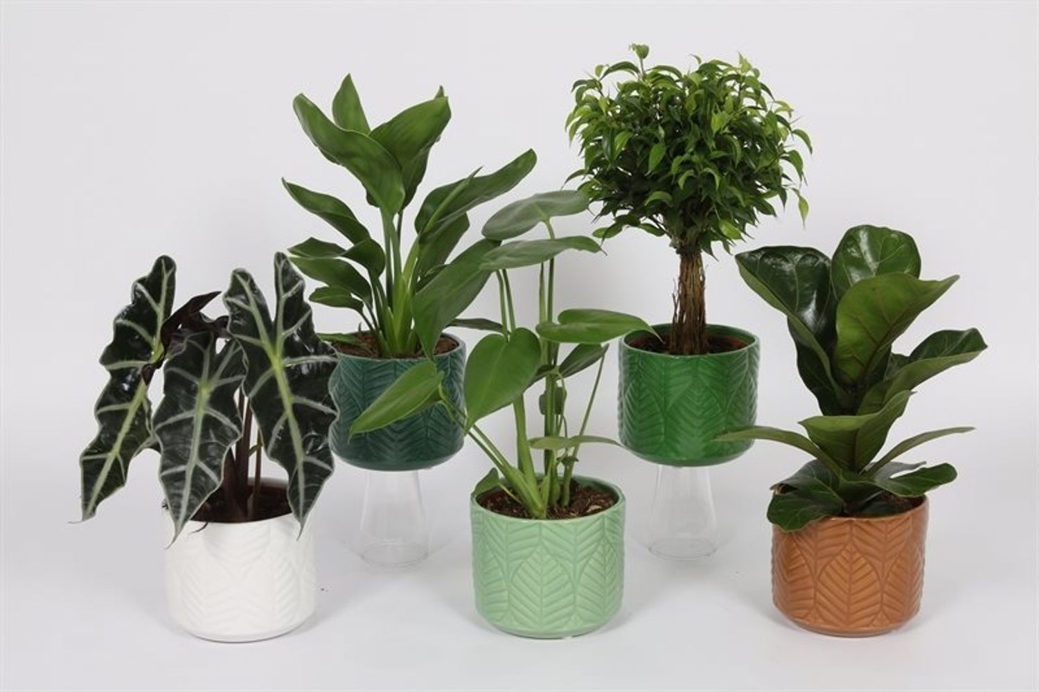 Houseplants MIX — Plant Wholesale FlorAccess