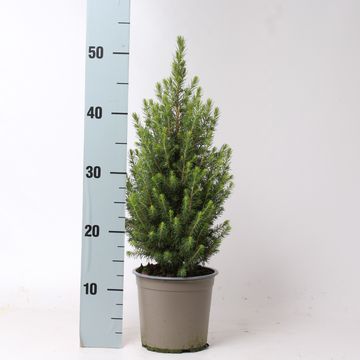 Picea glauca PERFECTA