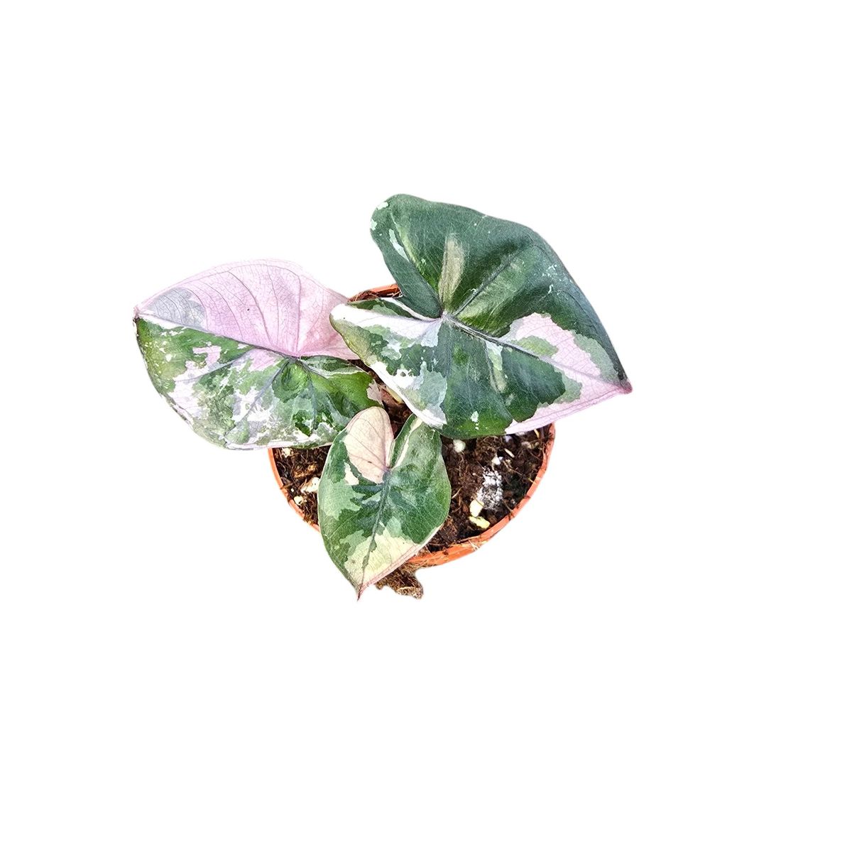 Alocasie 'Serendipity Variegata'  Grossiste en Plantes FlorAccess