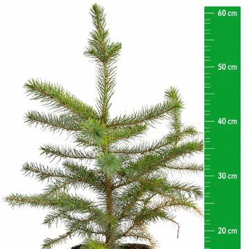 Picea omorika