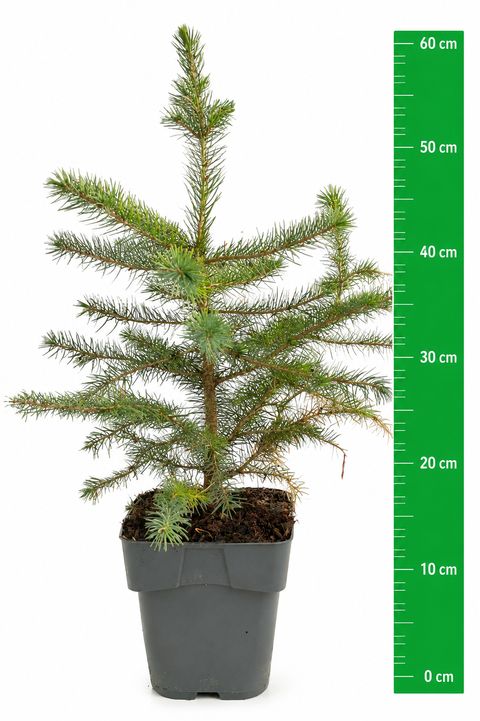 Picea omorika