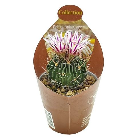 Echinofossulocactus multicostatus