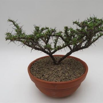 Sarcocaulon camdeboense