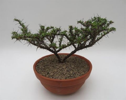 Sarcocaulon camdeboense