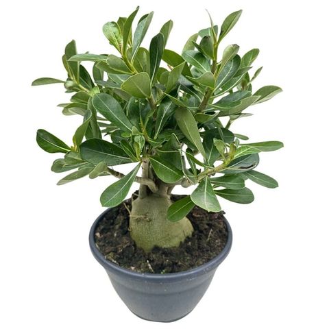 Adenium obesum MIX