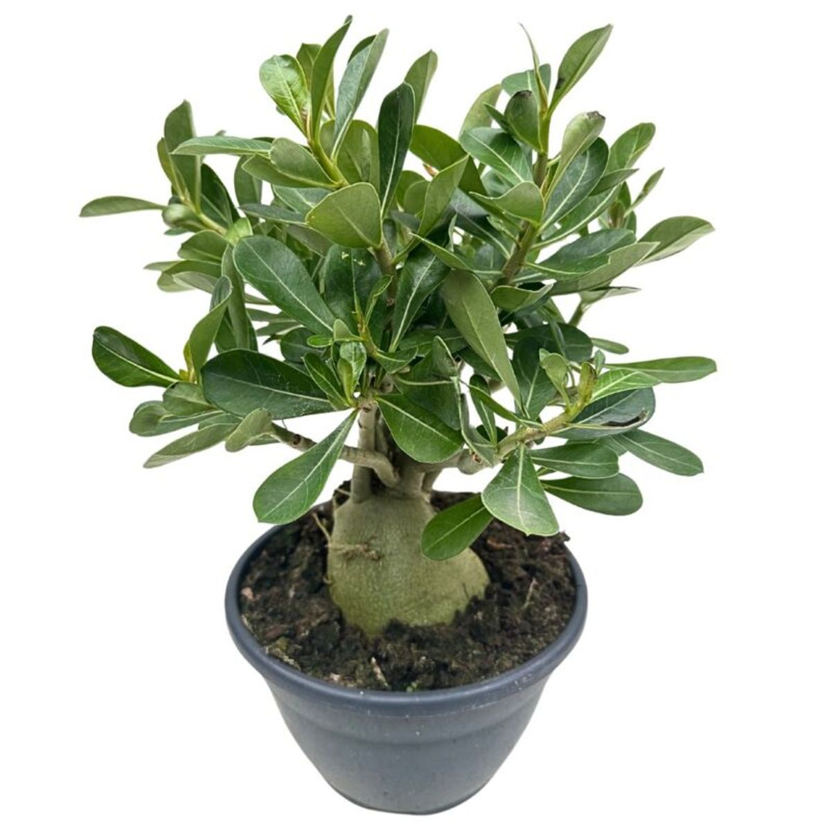 Adenium obesum MIX — Plant Wholesale FlorAccess