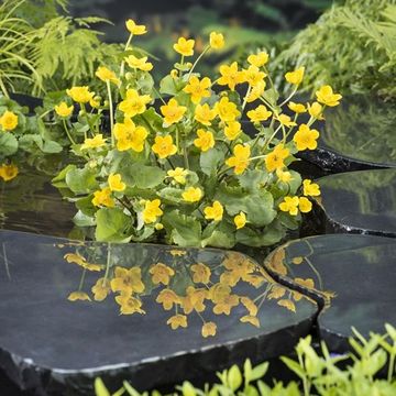 Caltha palustris
