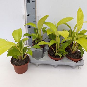 Philodendron 'Malay Gold'