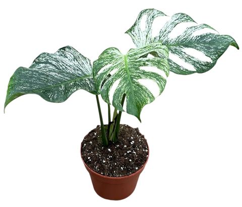 Monstera 'Devil Monster'
