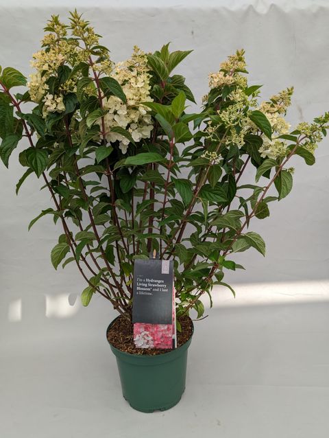 Hydrangea paniculata LIVING STRAWBERRY BLOSSOM