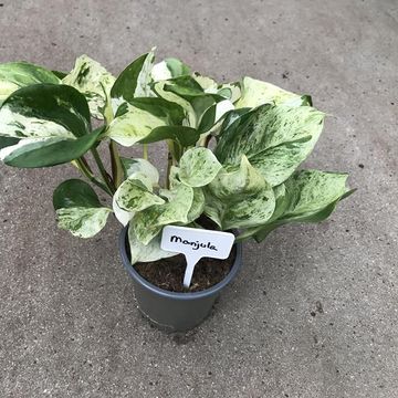 Epipremnum 'Manjula'