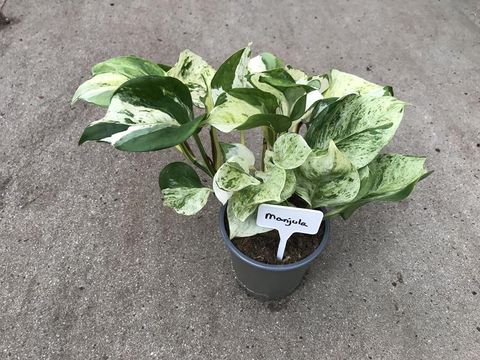 Epipremnum 'Manjula'