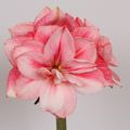 Hippeastrum 'Sweet Star'