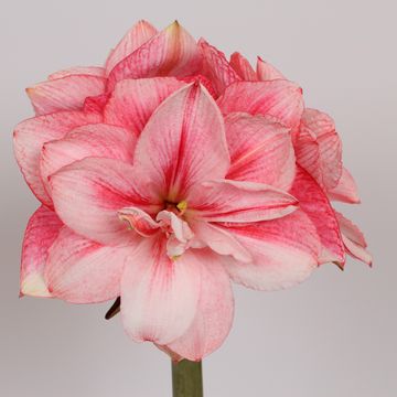 Hippeastrum 'Sweet Star'