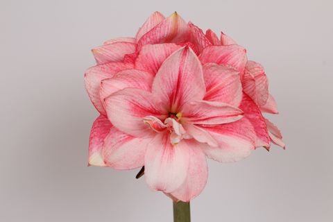 Hippeastrum 'Sweet Star'