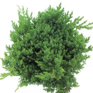 Juniperus procumbens 'Nana' (Koekoek Potcultures, de)