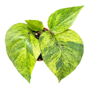 Epipremnum pinnatum MINT