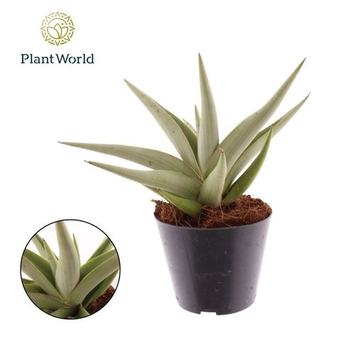 Sansevieria 'Silver Syreni'