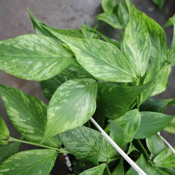 Hoya polyneura 'Splash'