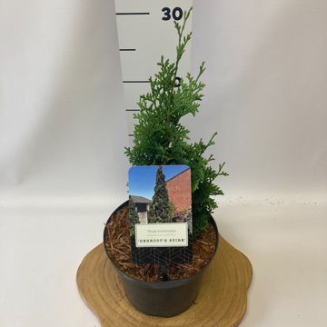 Thuja occidentalis 'Degroot's Spire'