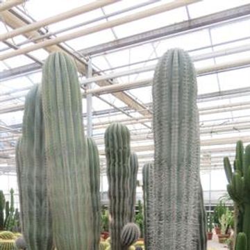 Pachycereus pringlei