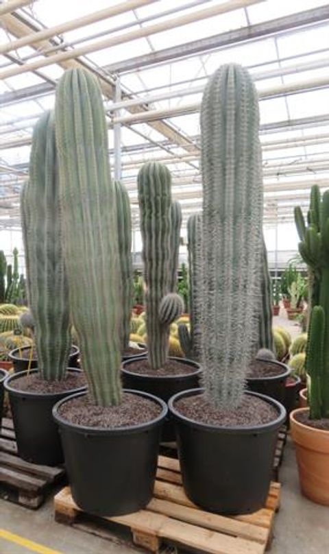 Pachycereus pringlei