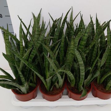 Sansevieria zeylanica 'Greenline'