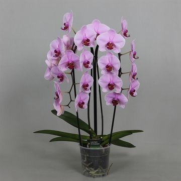 Phalaenopsis ANTHURA WASHINGTON