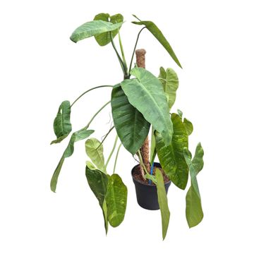 Filodendron 'Jose Buono'