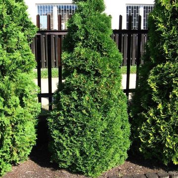 Thuja occidentalis 'Holmstrup'