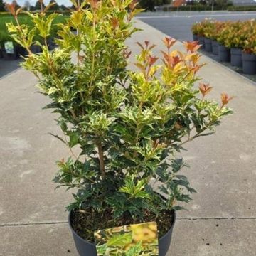 Osmanthus heterophyllus 'Goshiki'