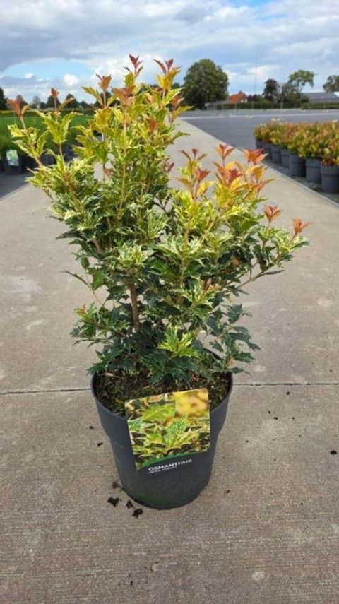 Osmanthus heterophyllus 'Goshiki'