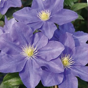 Clematis 'Fujimusume' (P)
