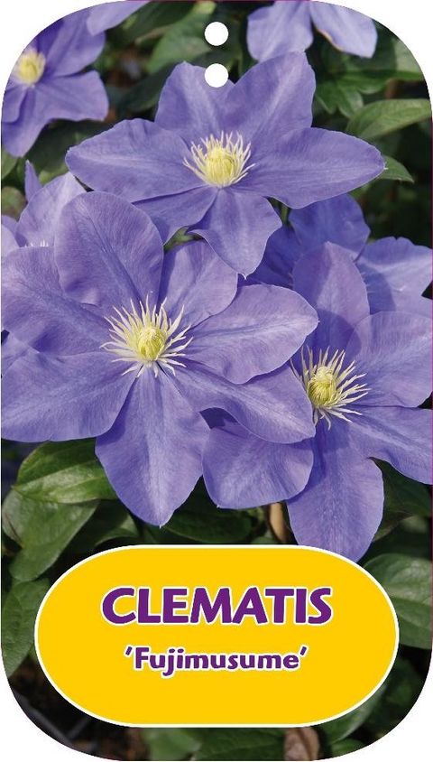 Clematis 'Fujimusume' (P)