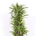 Dracaena fragrans 'Lemon Lime'