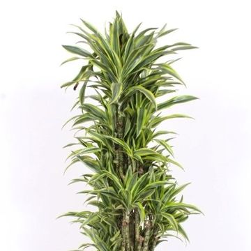 Dracaena fragrans 'Лемон Лайм'