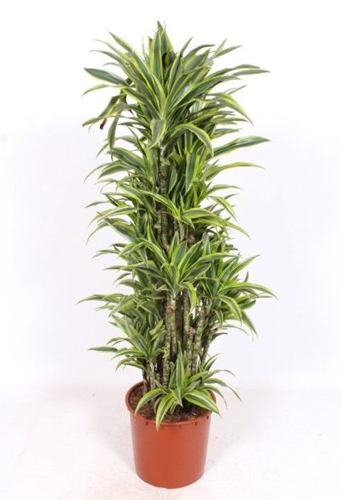 Dracaena fragrans 'Lemon Lime'