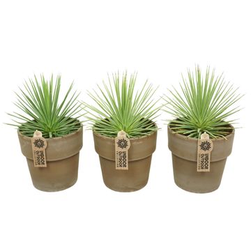 Agave stricta 'Nana'