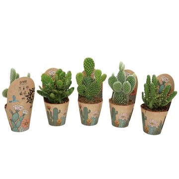Opuntia MIX