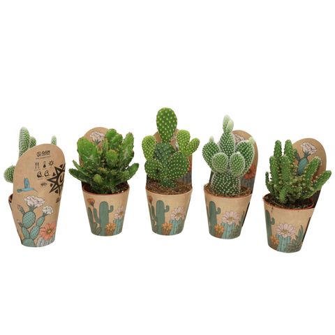 Opuntia MIX