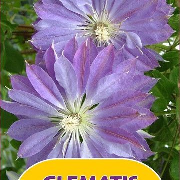 Clematis 'Teshio' (EL)