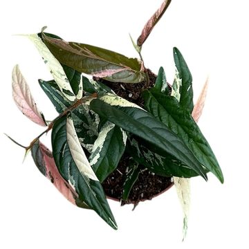 Ficus sagittata 'Variegata Pink'