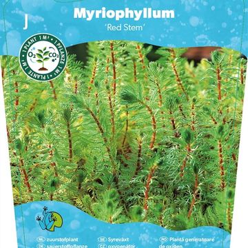 Myriophyllum rubricaule